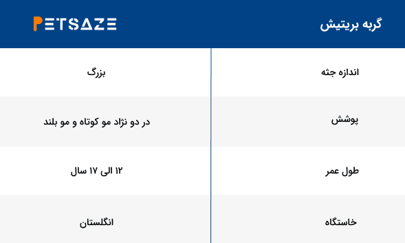 لیست نژاد گربه ها - بریتیش