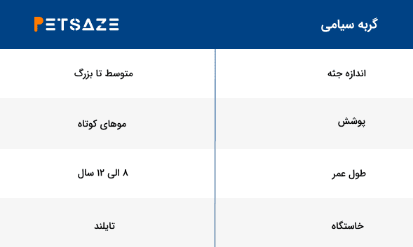 Frame 32 1 لیست نژاد گربه ها : 5 نژاد پرطرفدار