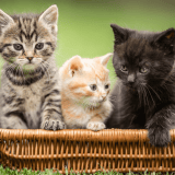 Frame 36 نگهداری از بچه گربه : چالش‌ها و راهکارها
