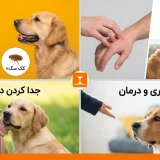 Frame 32 کنه سگ و کک سگ: شکل، انتقال به انسان، جدا کردن درست و پیشگیری