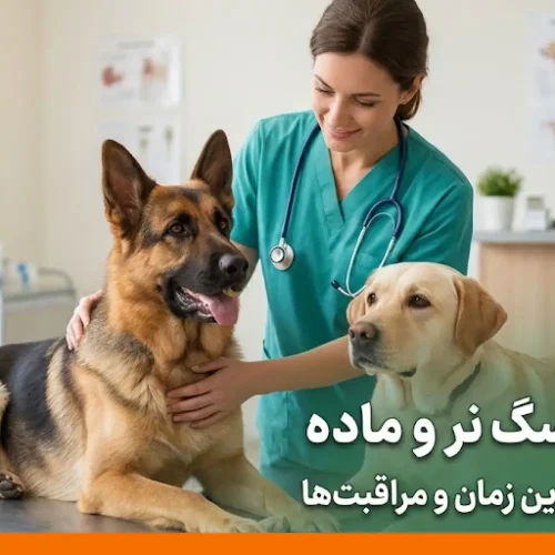 عقیم سازی سگ